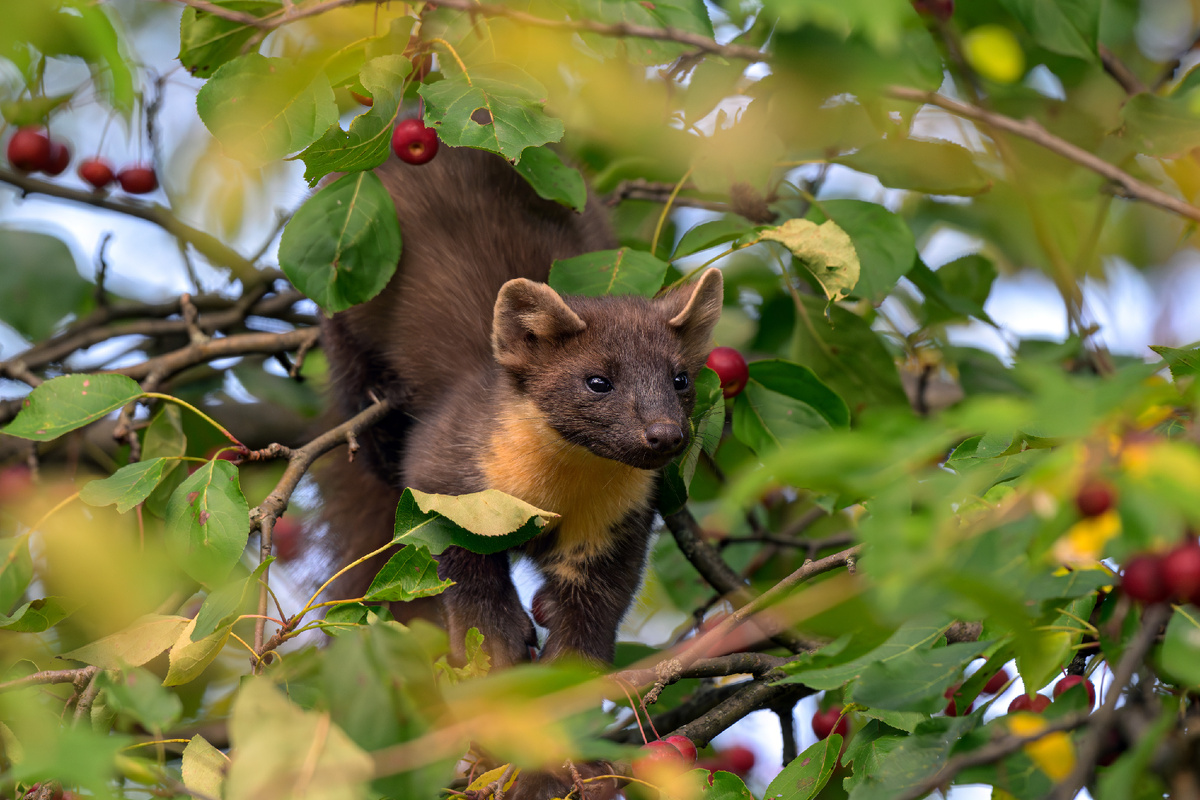 Куница и дикая яблоня