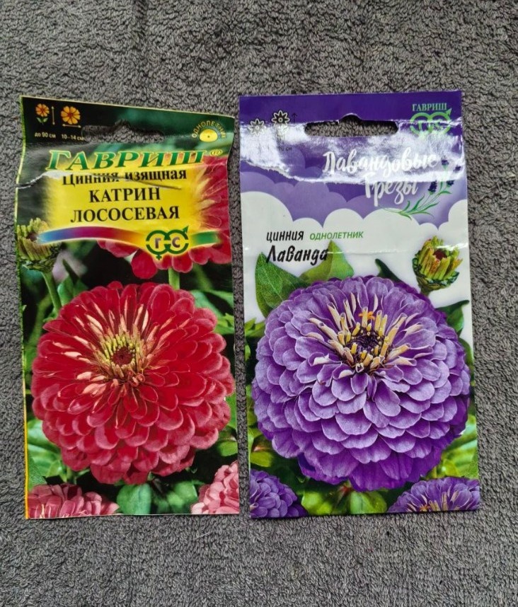 Циннии для посадки в 2025 году