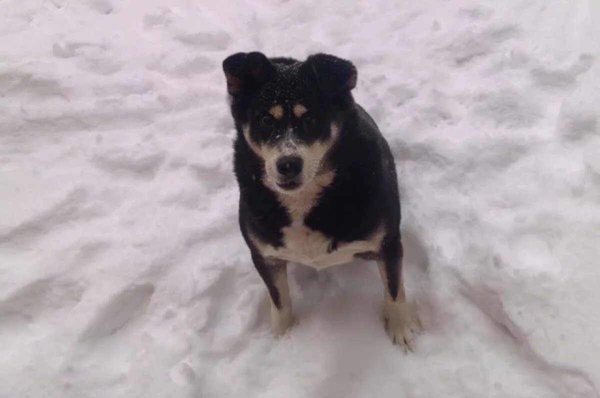    Под Новосибирском волонтёры спасли пса, которого в мороз избили до слепоты