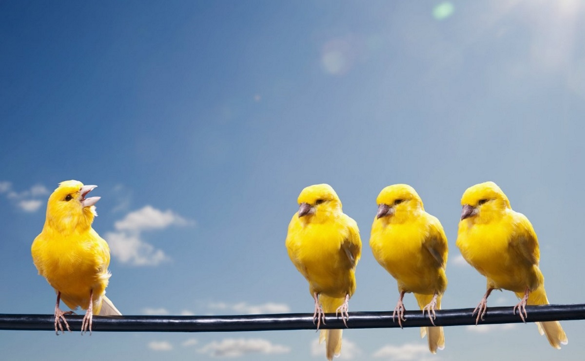 Изменяйся - или заткнись!