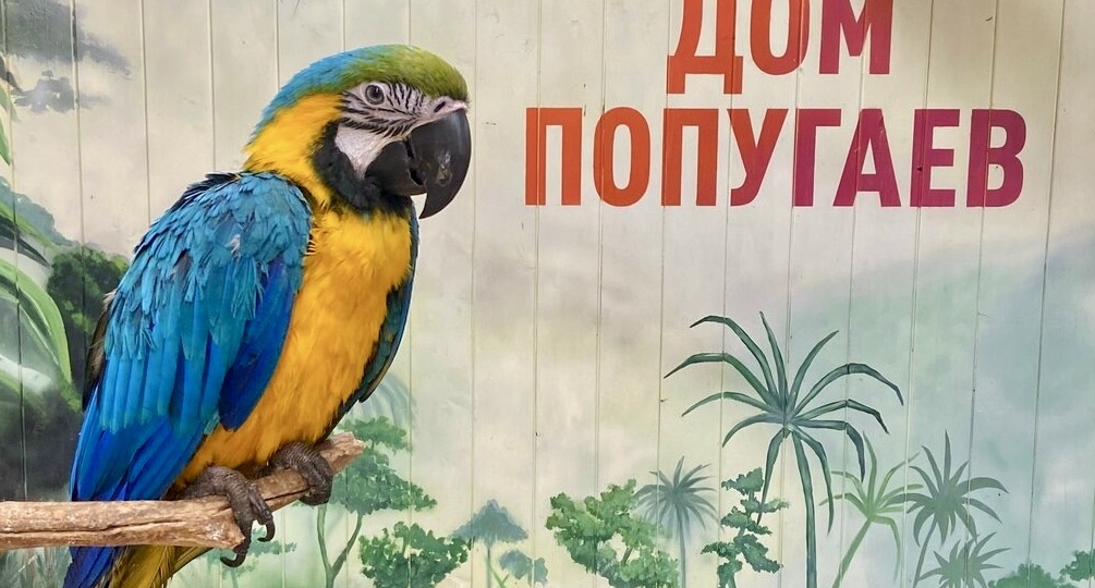 Ошибки в общении с попугаями, которые люди совершают из любви