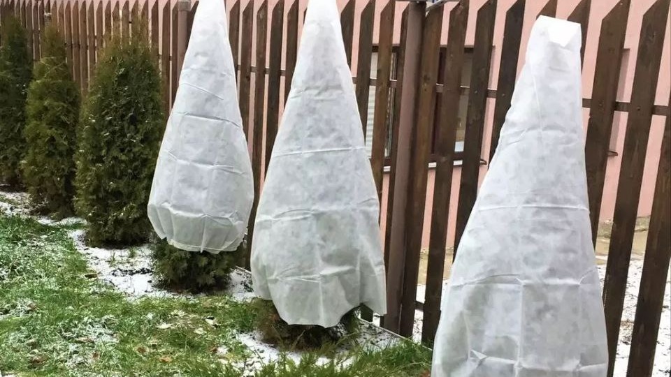 Хвойные зимой