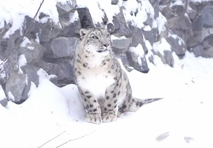    Кадр из видеоролика в ТГ-канале Новосибирского зоопарка