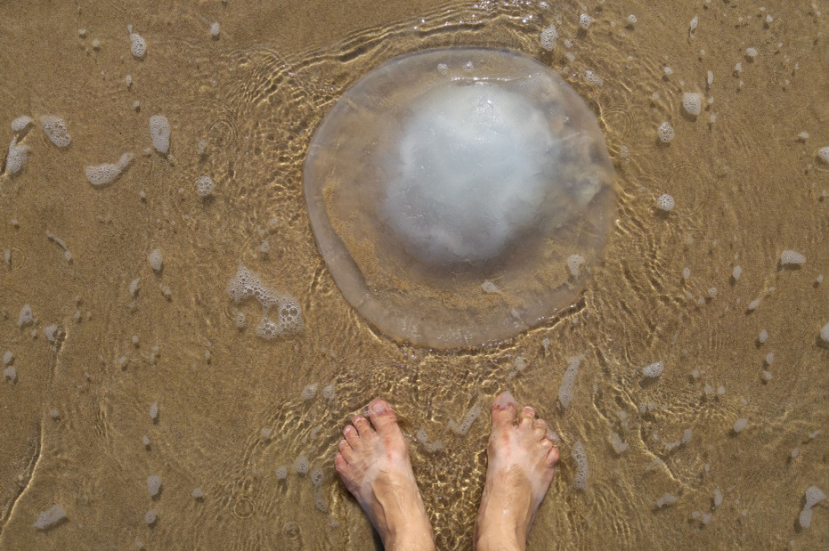    Shutterstock/FOTODOM