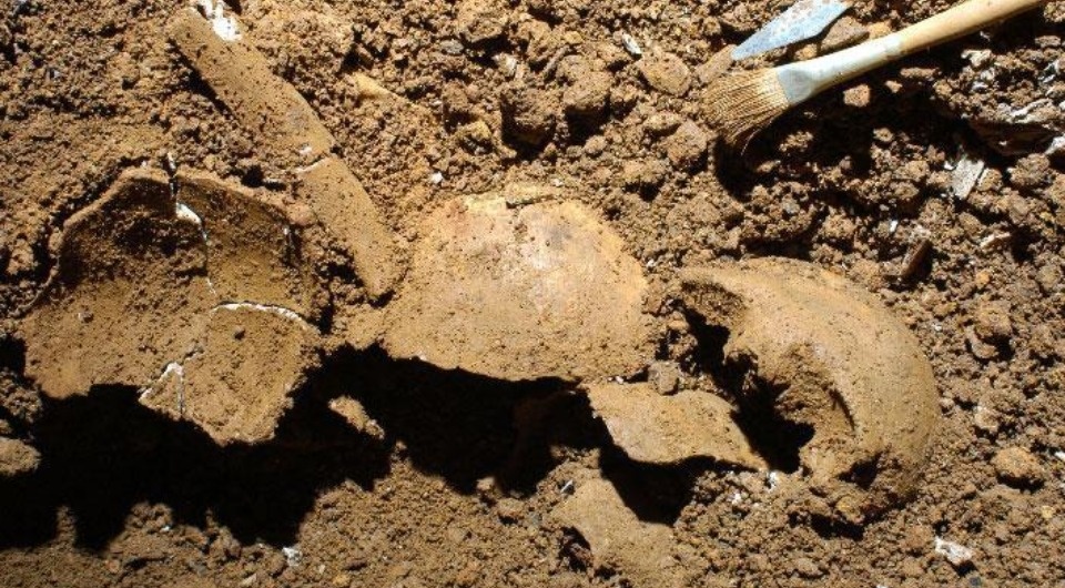   Francesco Fontani et al. / Communications Biology, 2025