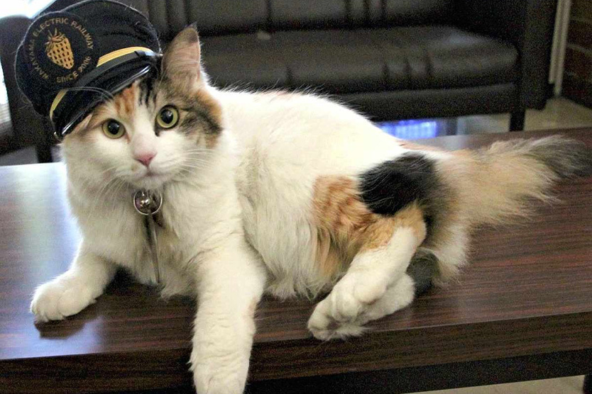     Фото: Wakayama Electric Railway Co.