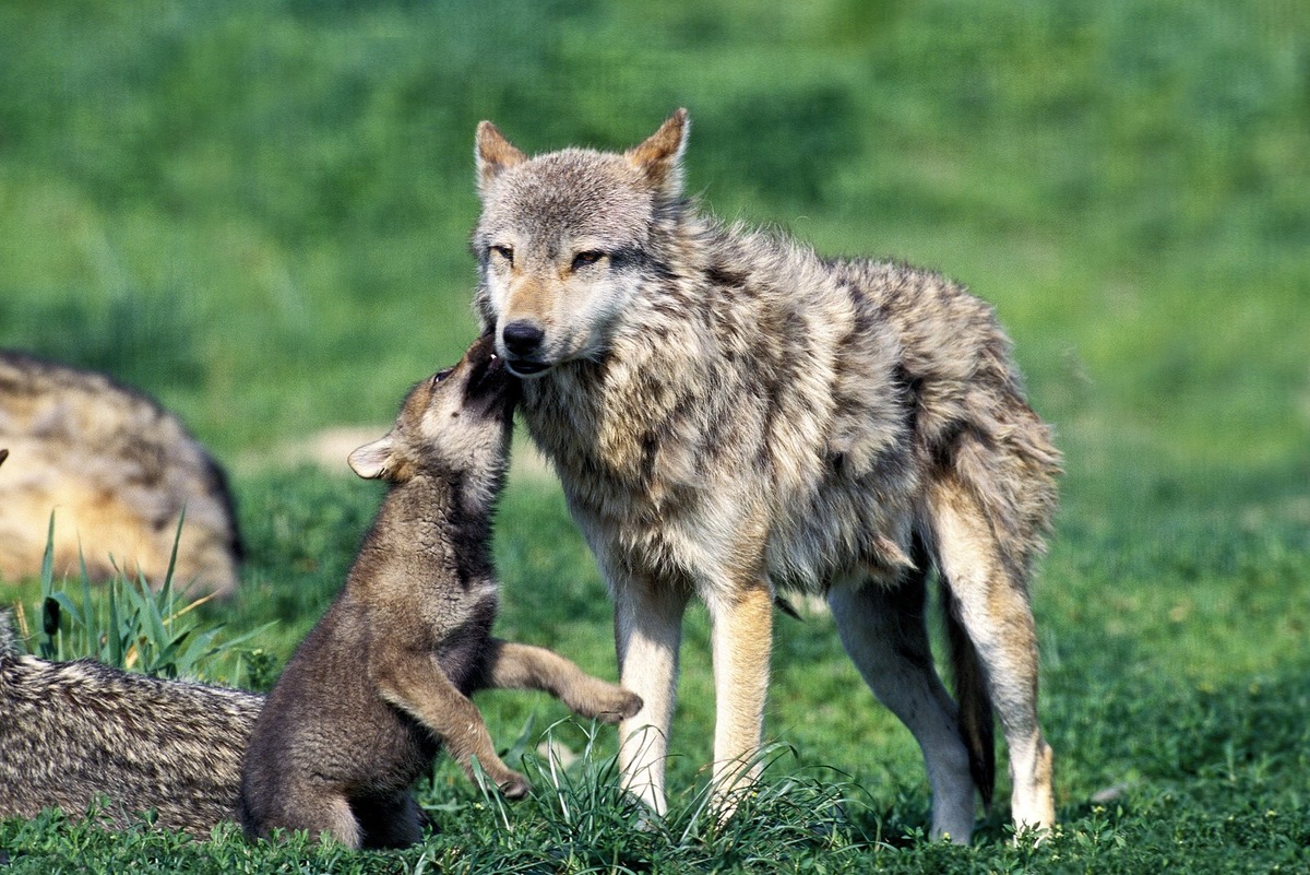    До 2028 года в регионах действует особый порядок экологического регулирования