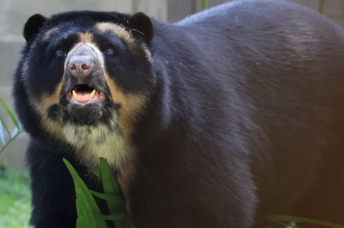   Погиб самый известный колумбийский медведь «в очках» Тама