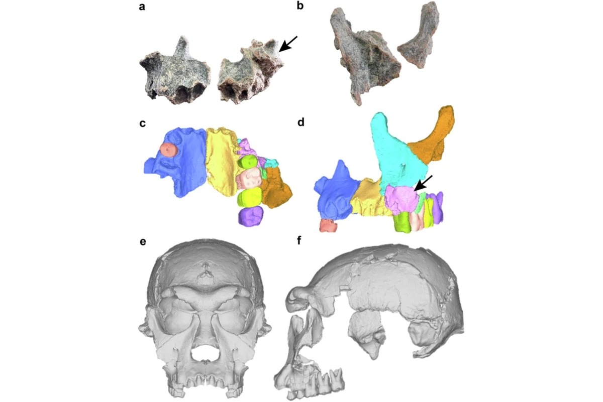    Реконструкция внешности человека прямоходящего по своему процессу напоминала сбор сложнейшего паззла