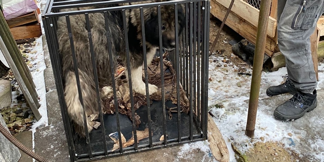 Предновогоднее чудо свершилось! Алтай в новом доме!