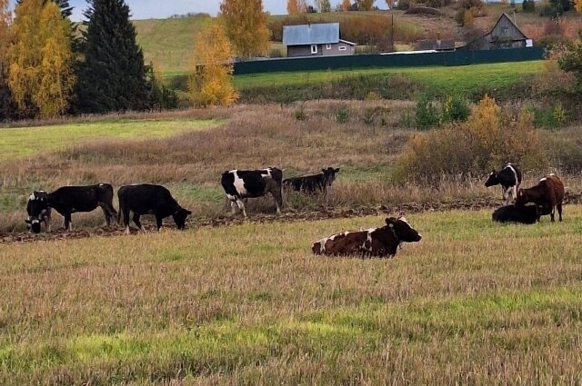    Фото: Из личного архивa/ Николай Мгои