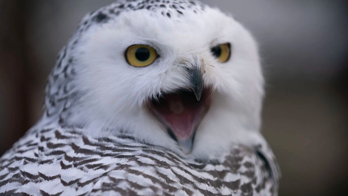    Фото: Роман Чернов / "Ямал-Медиа"