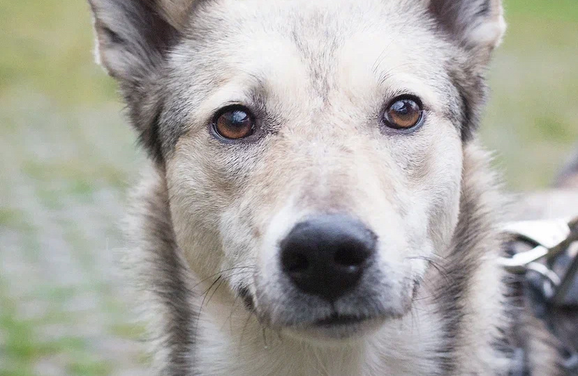 Варенька. Хозяйка умерла. Ее сын выкинул домашнюю девочку на улицу