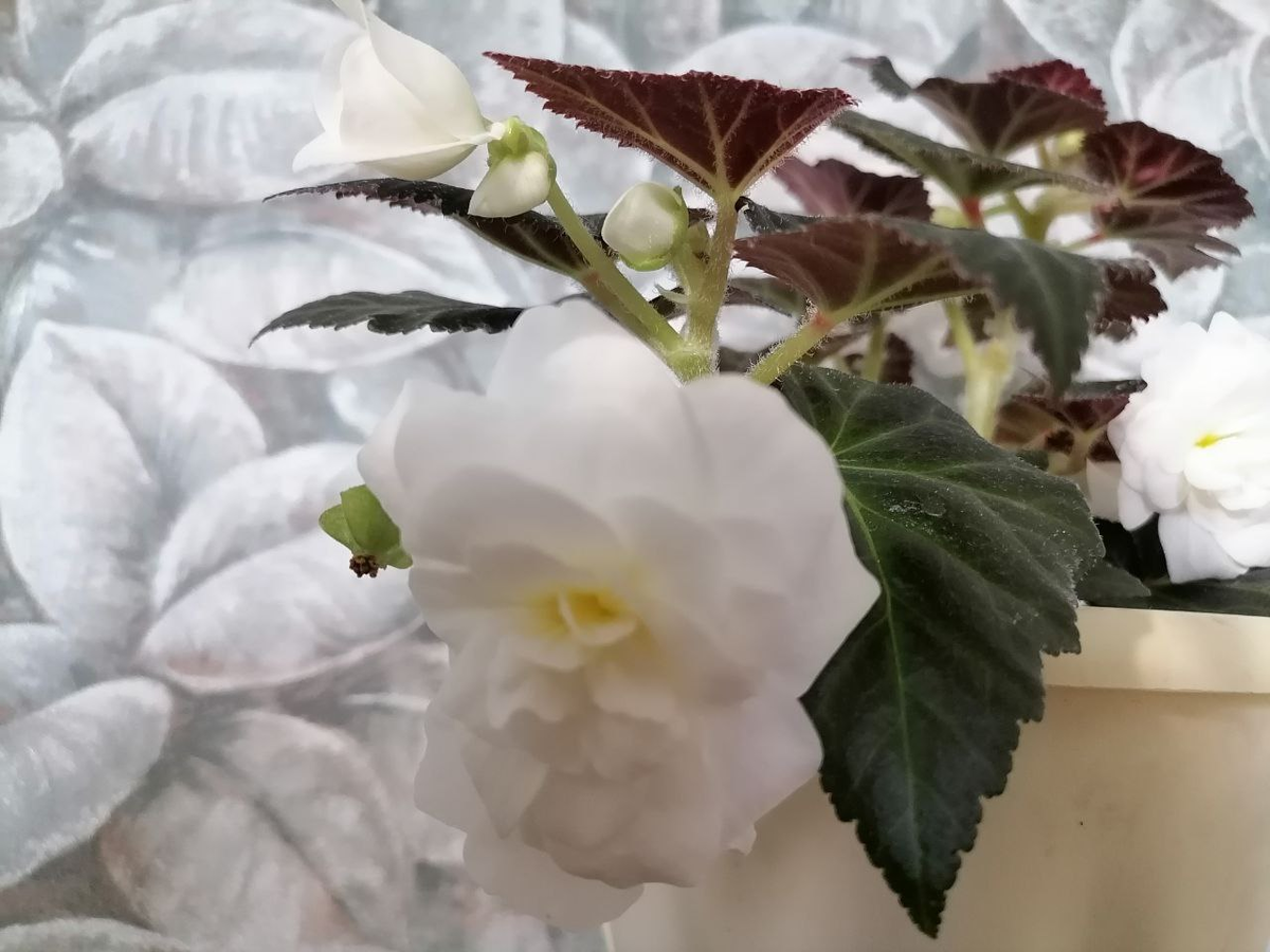 Цветы бегонии белой клубневой, фото автора