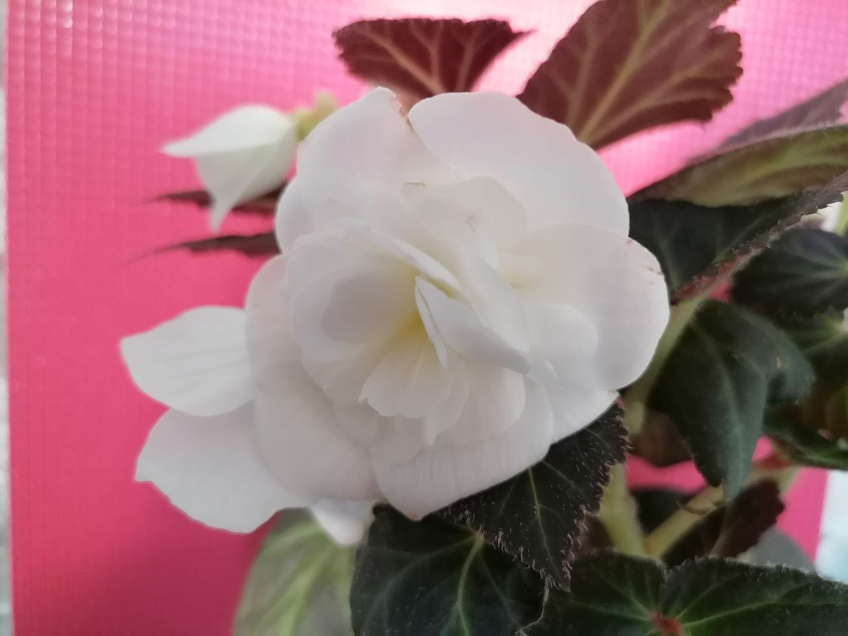 Бегония Нон-стоп из семян, фото автора