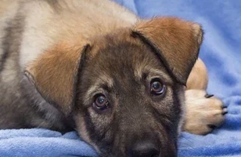 Ванечка. Щенок за решёткой приюта...