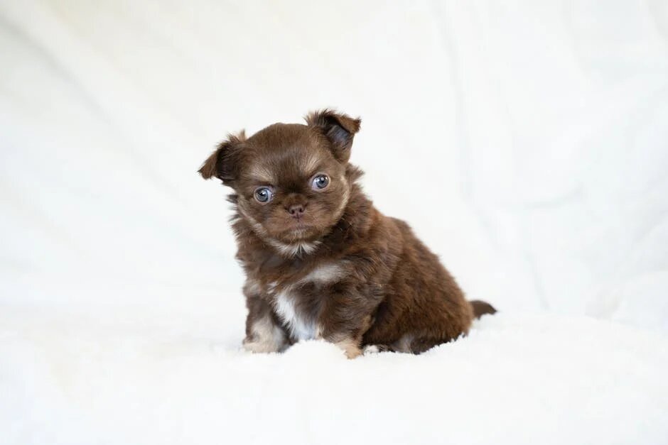 Автор: Clarissa Roley