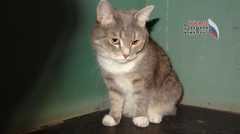 Свердловчан просят открыть сердца и подъезды для бездомных животных