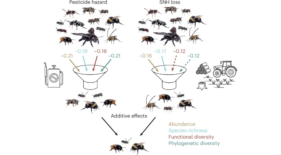   Anina Knauer et al. / Nature Ecology & Evolution, 2025