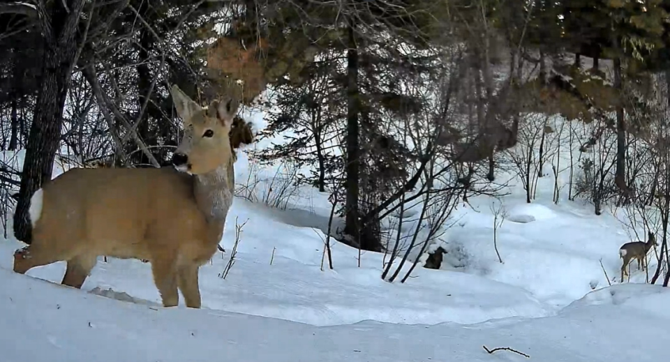    Косуля с косуленком в Алтайском заповеднике. Источник: Фотоловушка. Установка – Роман и Татьяна Воробьевы