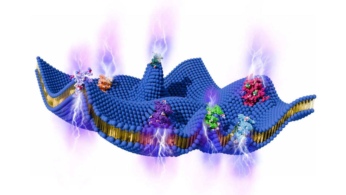    Схема активной клеточной мембраны.