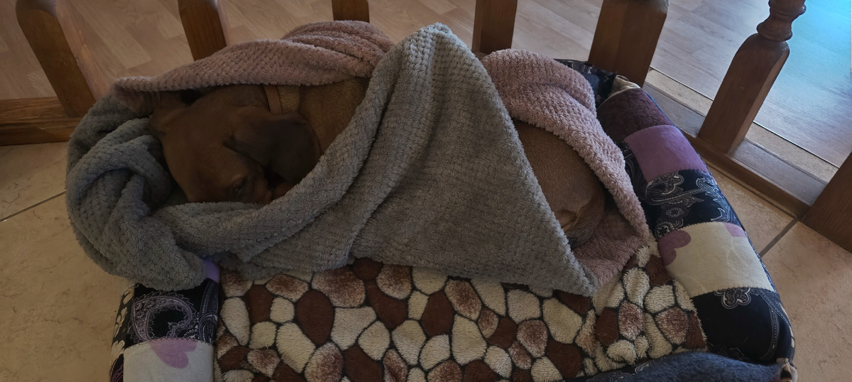 "Ну почему ты не приходишь, мама?" – думала я, тыкаясь носом в мягкий мех своего пледа