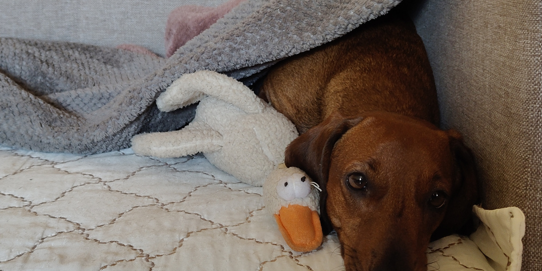 Пока мамы не было дома. История из собачьей жизни