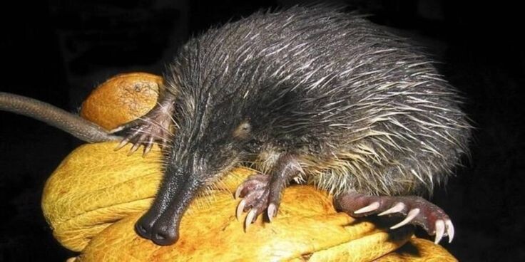 10 интересных фактов о выхухлях