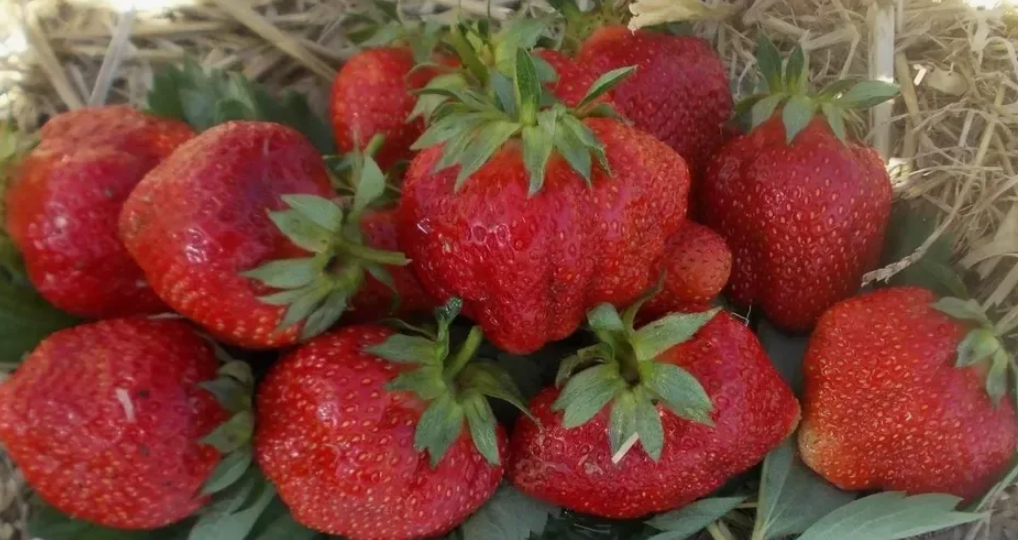 Лучшие ранние сорта клубники. Урожай будете собирать в начале июня