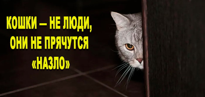 почему кот стал прятаться
