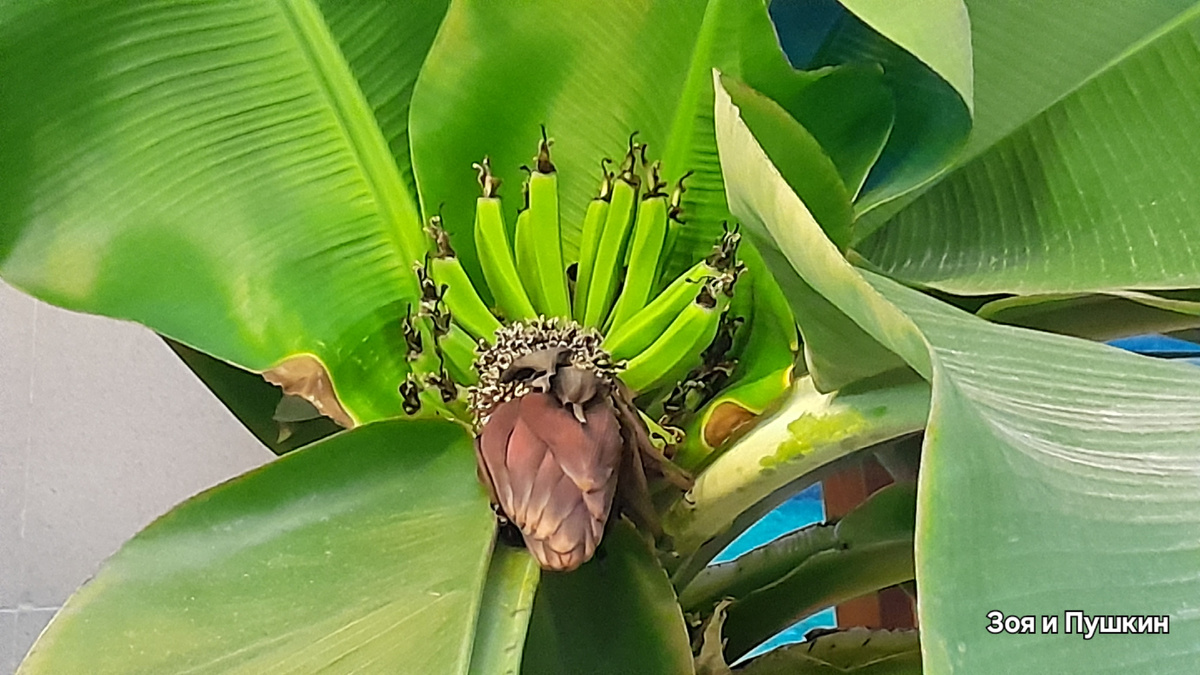 бананы на мини пальме. Созревают.