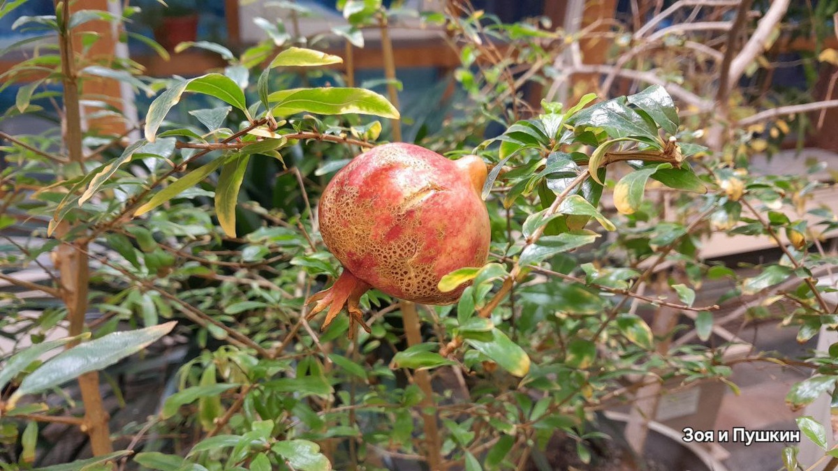 Карликовый гранат. А плоды совсем не карликовые.