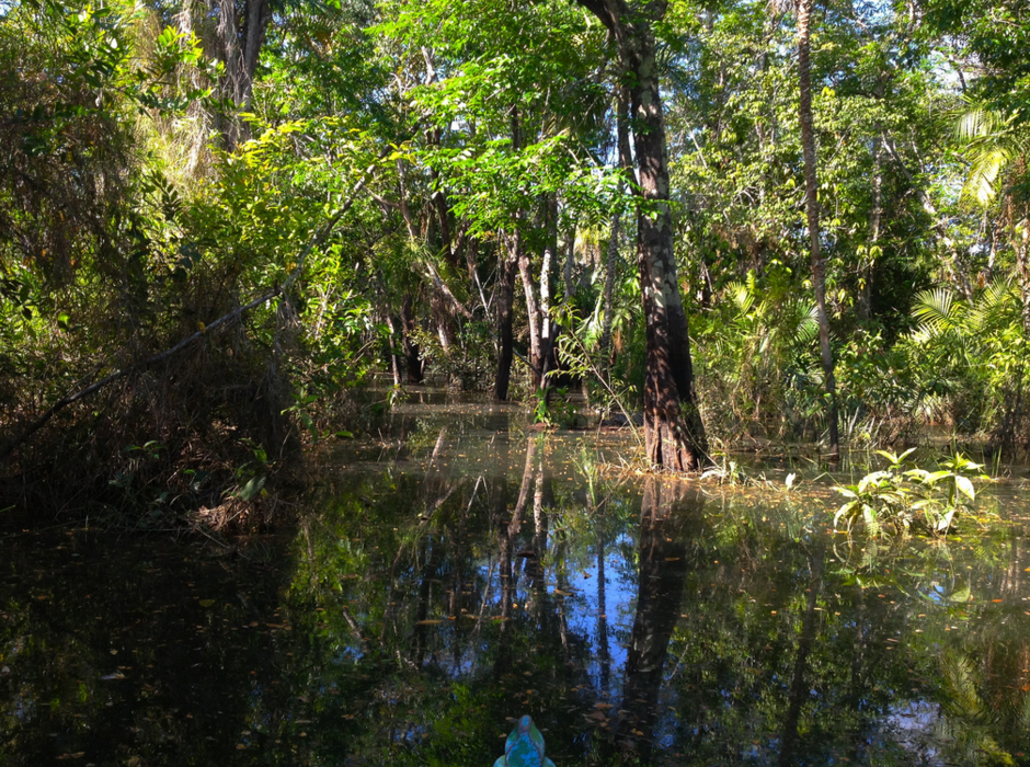 Затопленный лес Амазонки