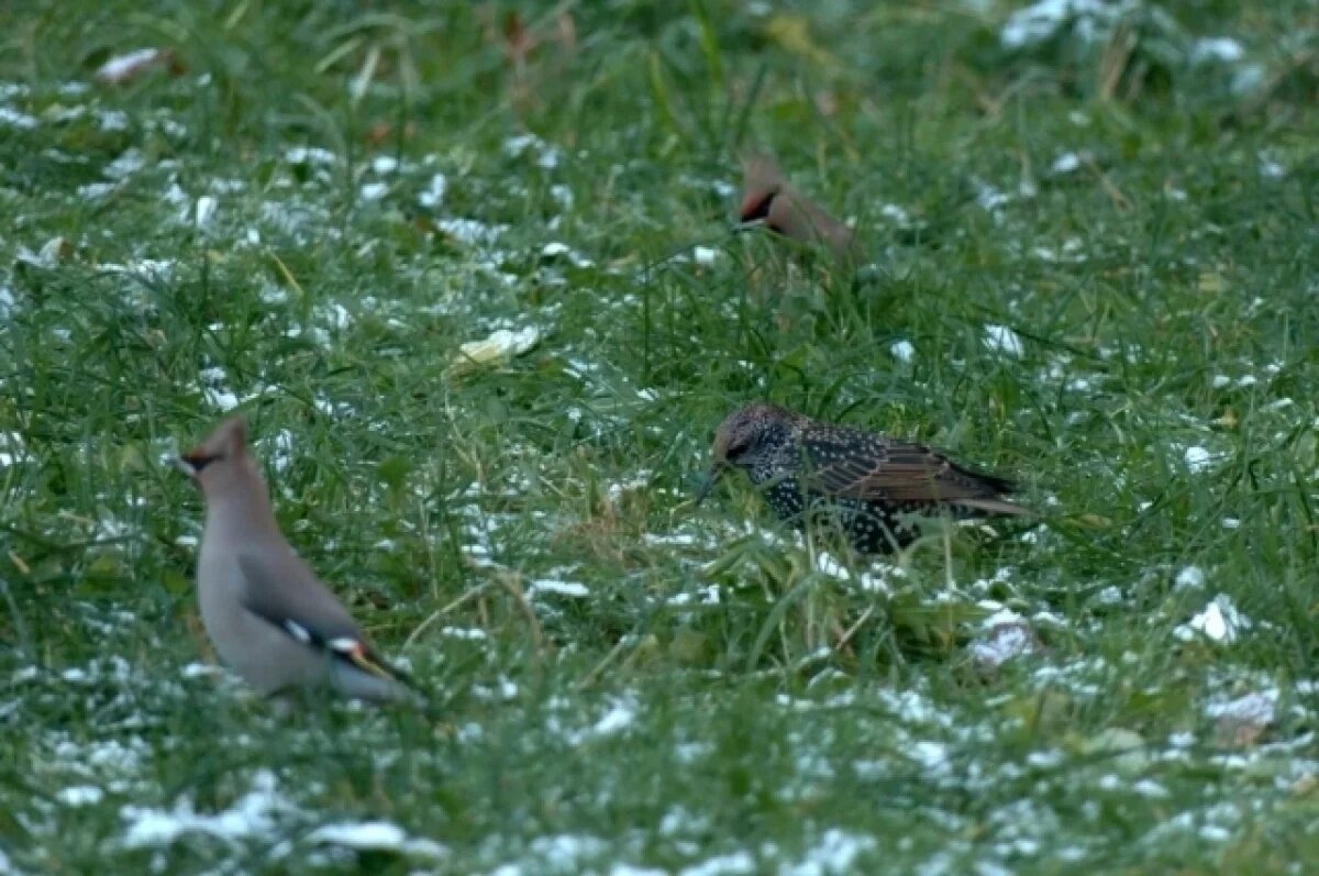    Гордые скворцы отказались улетать из Петербурга в Западную Европу