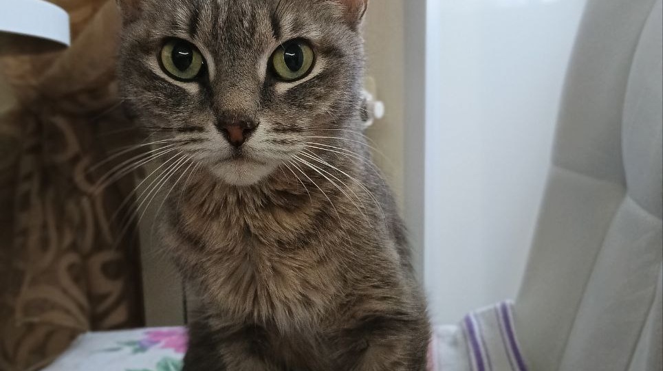 В Нижнем Тагиле живую кошку выбросили на мороз в мусорный бак