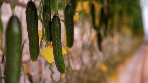    © РИА Новости Крым