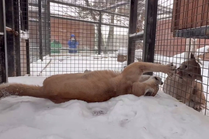 В Челябинском зоопарке прошло знакомство самца и самки пумы