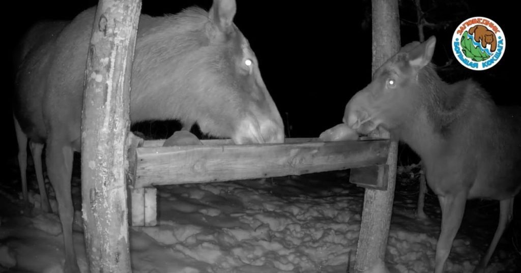    Заповедник Большая Кокшага