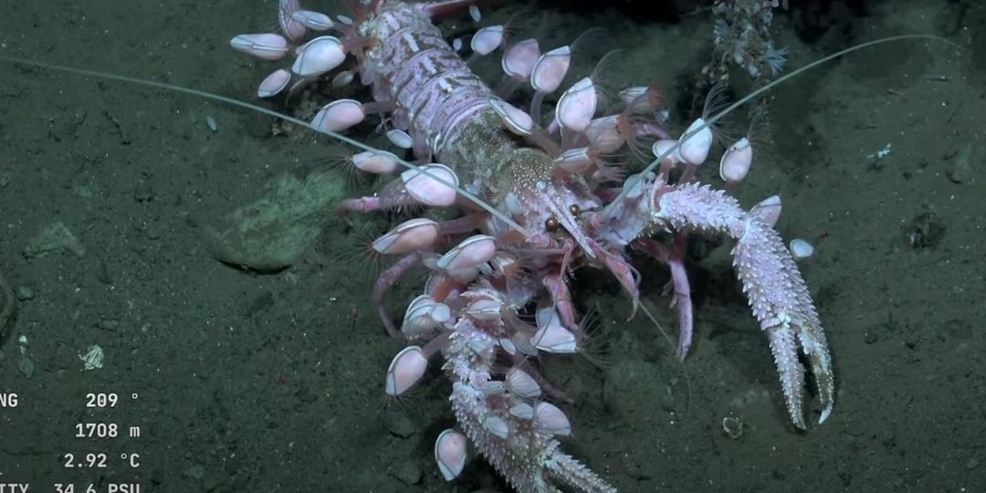 Морские уточки: Ловушка странных существ. Эти (не)паразиты достали весь океан!