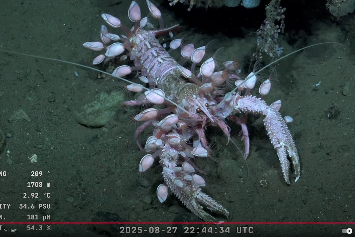 Если присмотреться, то в глазах рака можно прочитать «Помогите».