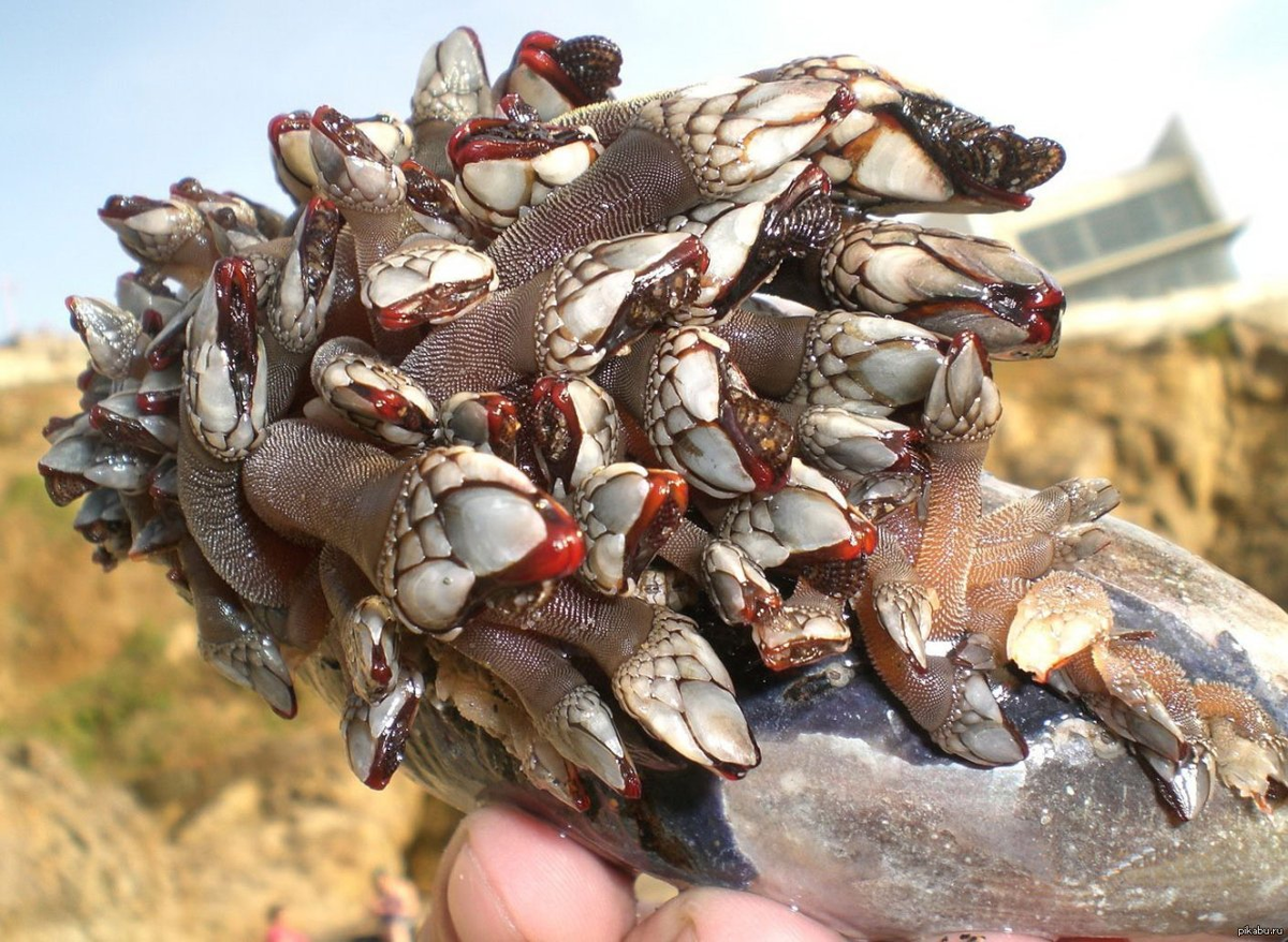 А это точно не инопланетная тварь, прибывшая уничтожить человечество?