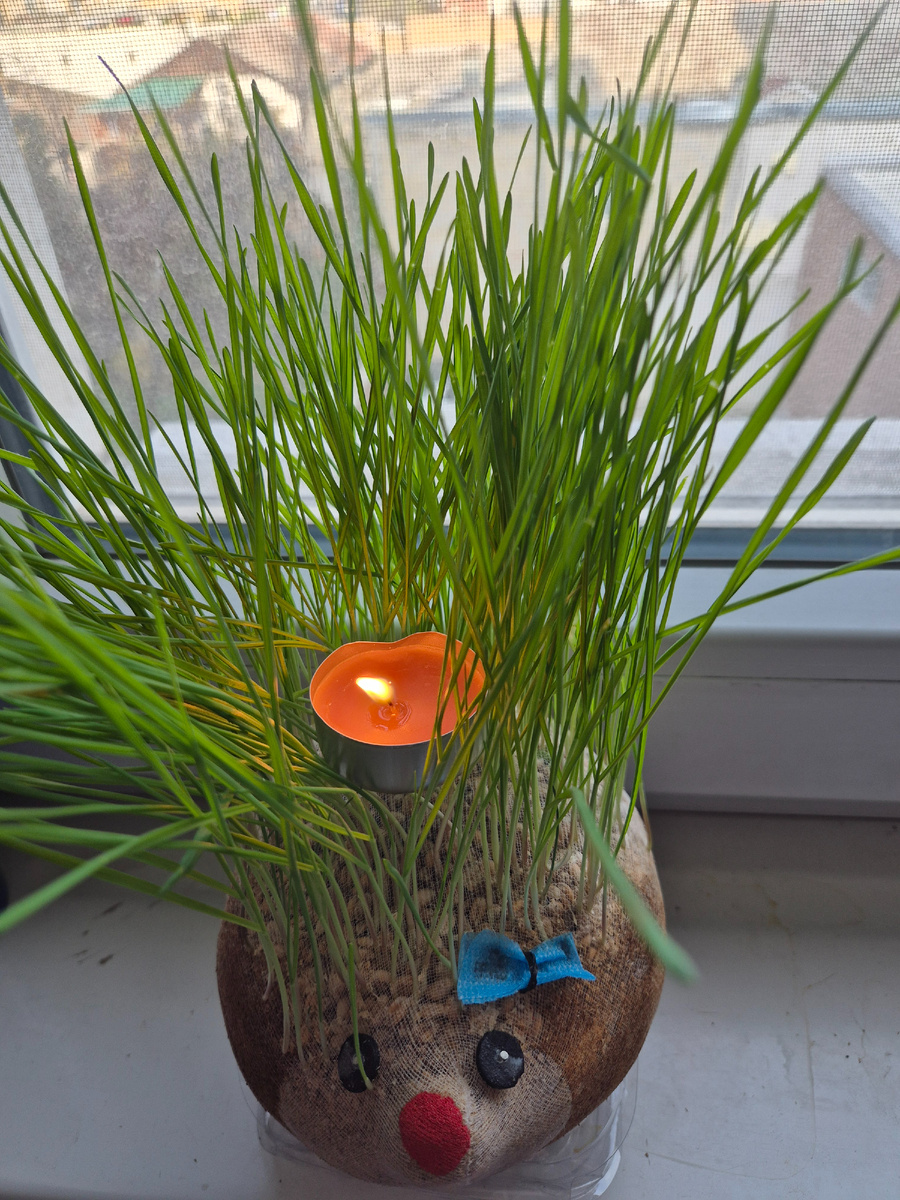 Наш пшеничный ёжик