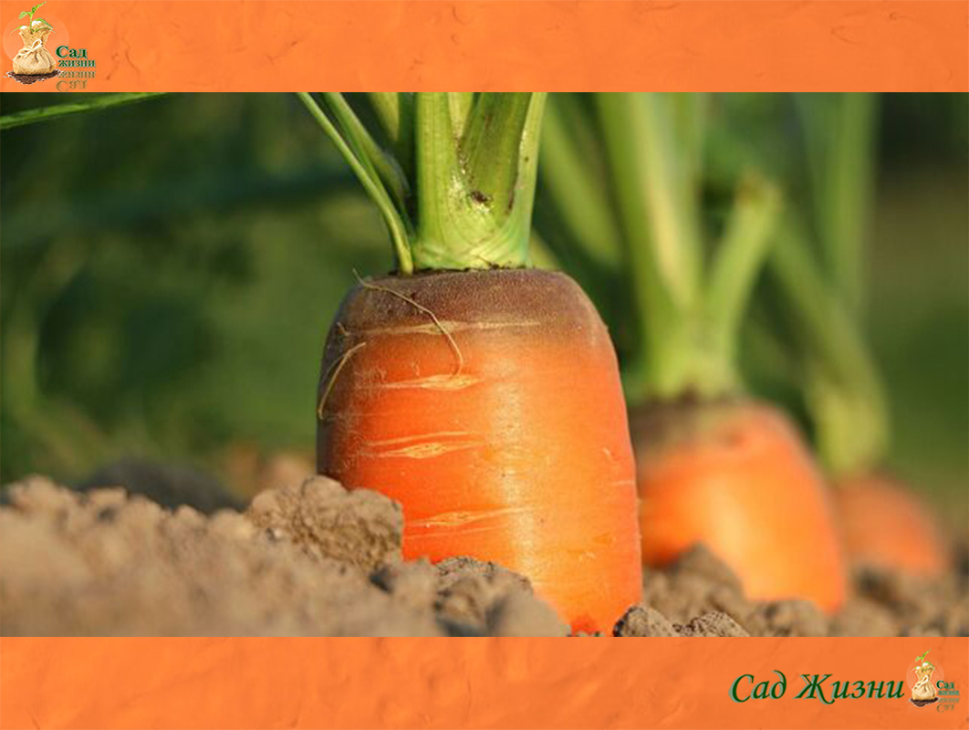Рейтинг пользы моркови от сока до тушения