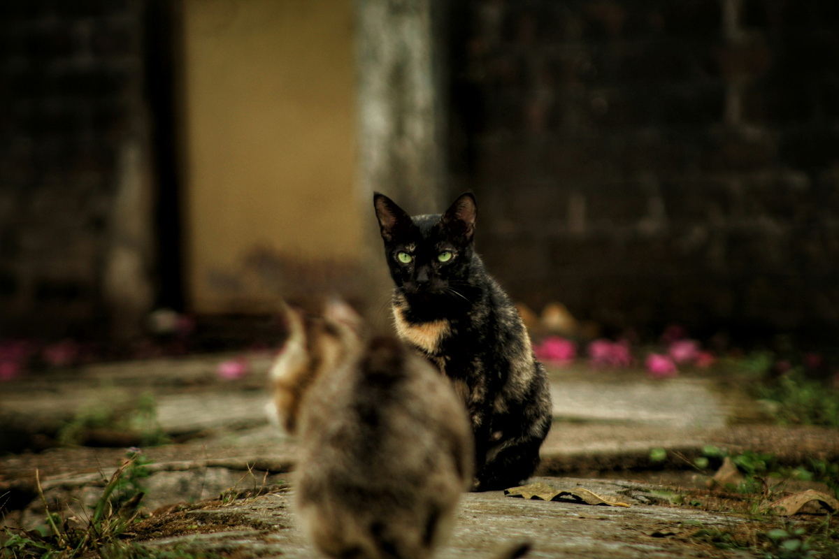 "Прости, мне придётся убить тебя
Ведь только так я буду знать точно..."(с) Фото: Unsplash