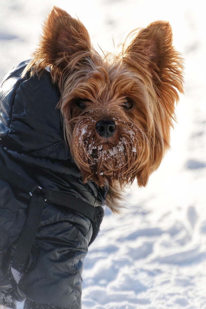 Сибирский йоркширский терьер Оскар!