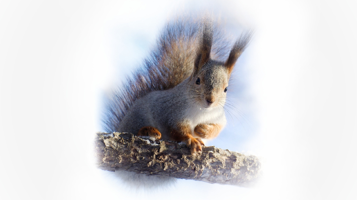 Пушистые обитатели зимнего леса.