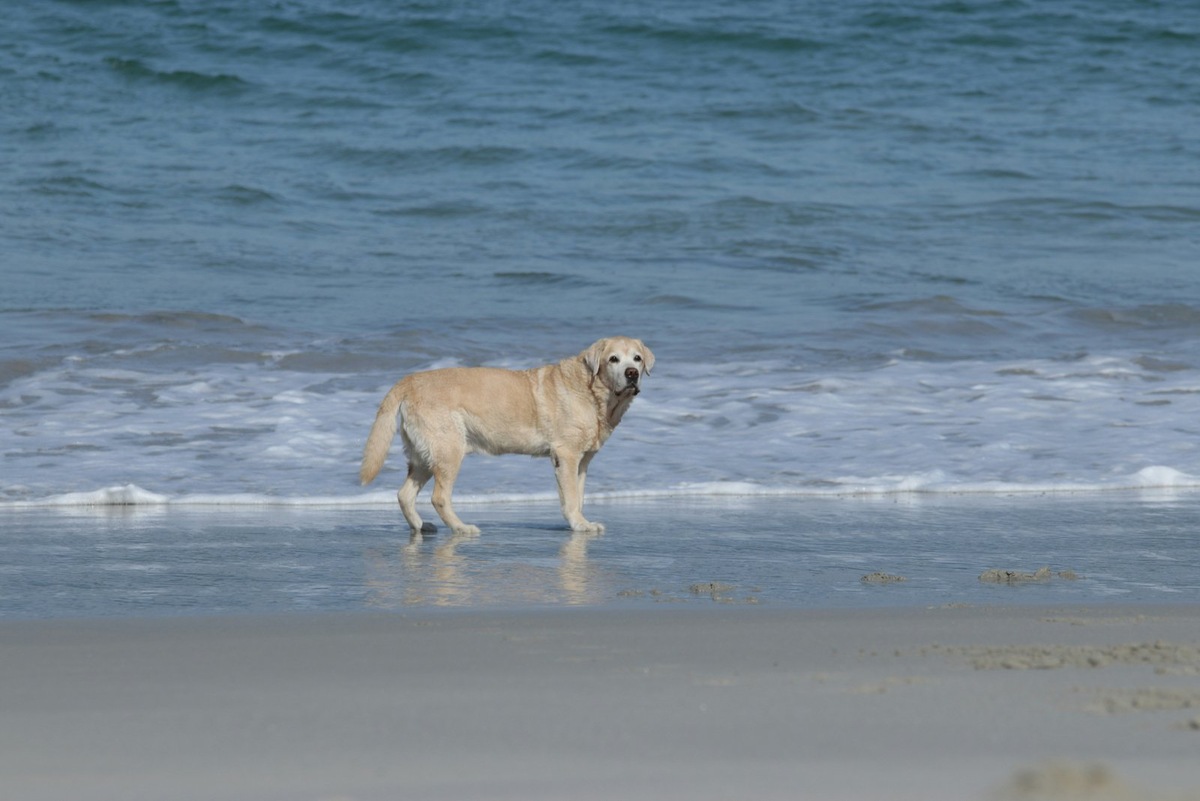    Вода для них — не преграда, а призвание