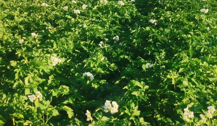    Фото: Лукьянов Дмитрий, AgroXXI.ru