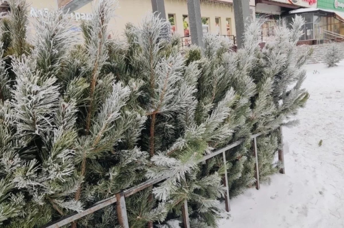    В Челябинске у незаконных торговцев изъяли более 600 хвойных деревьев