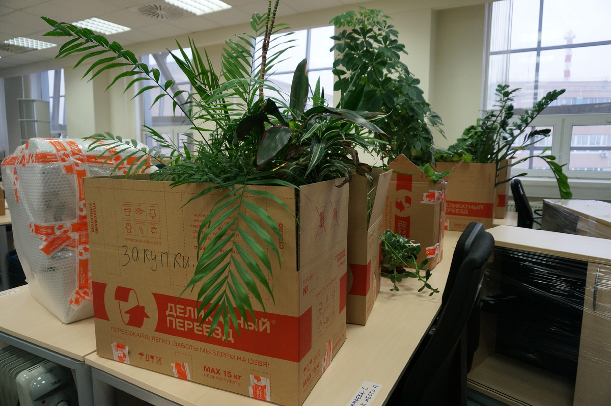 Перевозка растений в компании "Деликатный переезд"